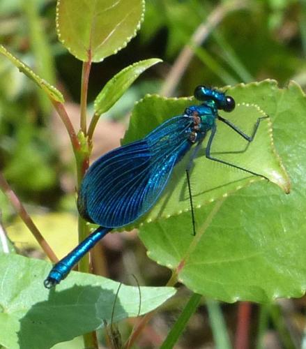 Calopteryx xanthostoma